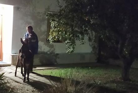 Město Velké Pavlovice * Noční ulicí Pod Břehy se promenádoval osel :-)