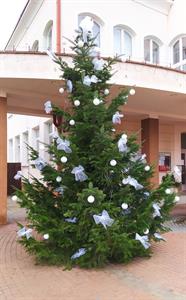 Město Velké Pavlovice * Vánoční strom na náměstí před radnicí