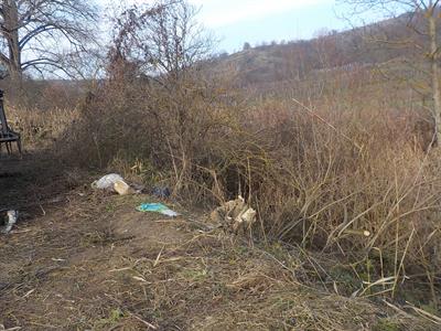 Služby města * Odstraňování náletových dřevin