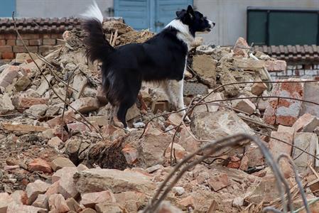 Město Velké Pavlovice * Záchranáři a jejich psi využili sutiny kina ke cvičení