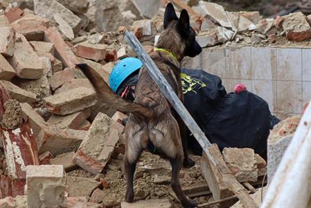 Město Velké Pavlovice * Záchranáři a jejich psi využili sutiny kina ke cvičení