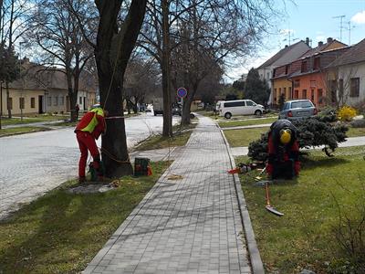 Město Velké Pavlovice * Lipová alej prochází výchovným řezem