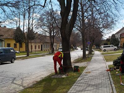 Město Velké Pavlovice * Lipová alej prochází výchovným řezem