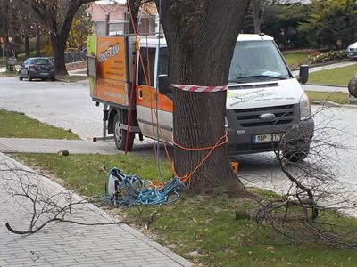 Město Velké Pavlovice * Lipová alej prochází výchovným řezem