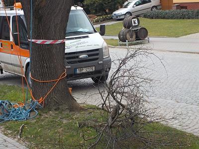 Město Velké Pavlovice * Lipová alej prochází výchovným řezem