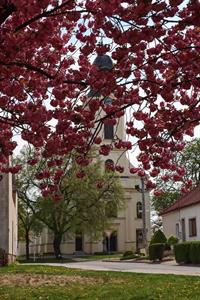 Město Velké Pavlovice * Růžová krása rozkvetlých sakur