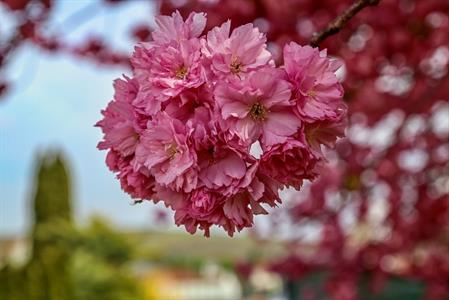 Město Velké Pavlovice * Růžová krása rozkvetlých sakur