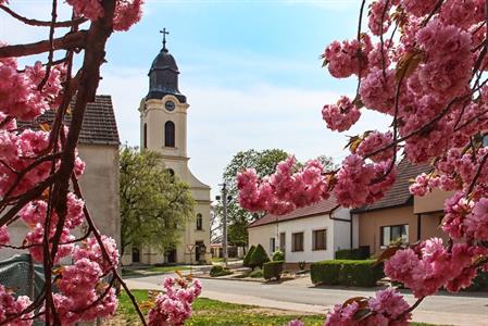 Město Velké Pavlovice * Růžová krása rozkvetlých sakur