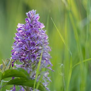Město Velké Pavlovice * Orchidej - vstavač vojenský v lokalitě Sůdný