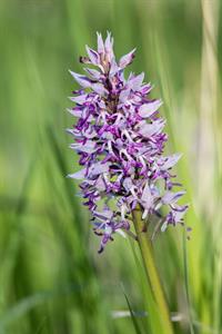 Město Velké Pavlovice * Orchidej - vstavač vojenský v lokalitě Sůdný