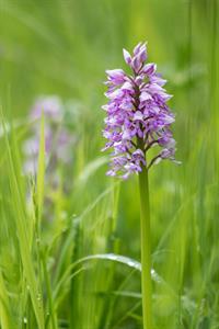 Město Velké Pavlovice * Orchidej - vstavač vojenský v lokalitě Sůdný