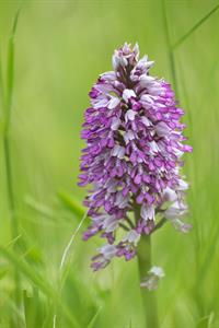 Město Velké Pavlovice * Orchidej - vstavač vojenský v lokalitě Sůdný