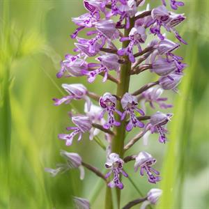 Město Velké Pavlovice * Orchidej - vstavač vojenský v lokalitě Sůdný