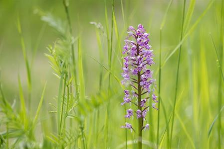 Město Velké Pavlovice * Orchidej - vstavač vojenský v lokalitě Sůdný