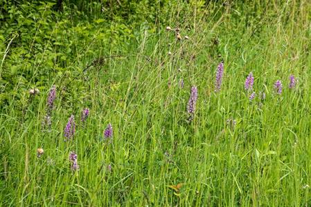 Město Velké Pavlovice * Orchidej - vstavač vojenský v lokalitě Sůdný