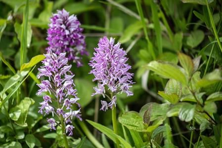 Město Velké Pavlovice * Orchidej - vstavač vojenský v lokalitě Sůdný