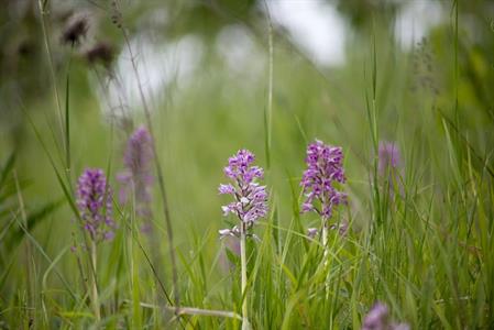 Město Velké Pavlovice * Orchidej - vstavač vojenský v lokalitě Sůdný