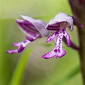 Město Velké Pavlovice * Orchidej - vstavač vojenský v lokalitě Sůdný