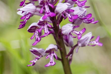 Město Velké Pavlovice * Orchidej - vstavač vojenský v lokalitě Sůdný