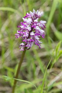 Město Velké Pavlovice * Orchidej - vstavač vojenský v lokalitě Sůdný