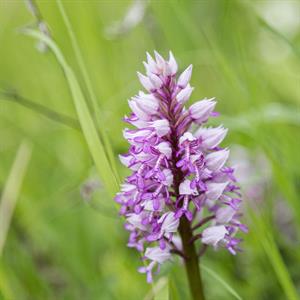 Město Velké Pavlovice * Orchidej - vstavač vojenský v lokalitě Sůdný
