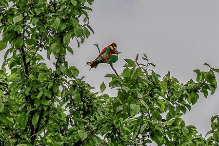 Město Velké Pavlovice * Vlha pestrá zavítala opět do našeho města