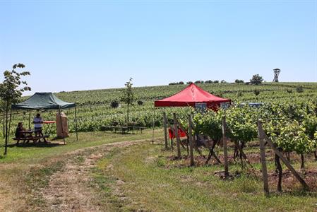 VOC Vinice * Putování vinicemi za víny VOC - nultý ročník 2021