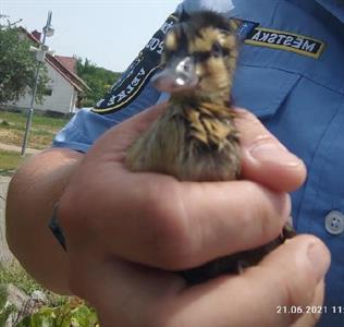 Městská policie * Zachráněná káčátka