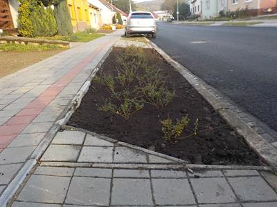 Služby města * Výsadba zeleně v ulici Pod Břehy