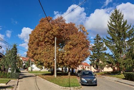 Město Velké Pavlovice * Podzim hýřící barvami