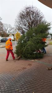 Město Velké Pavlovice * Vánoční stromeček u radnice stojí, co bude dál nevíme