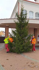 Město Velké Pavlovice * Vánoční stromeček u radnice stojí, co bude dál nevíme