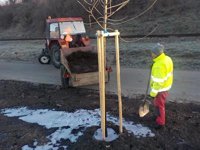 Služby města * Rozvoz mulče - ochrana stromků před mrazem