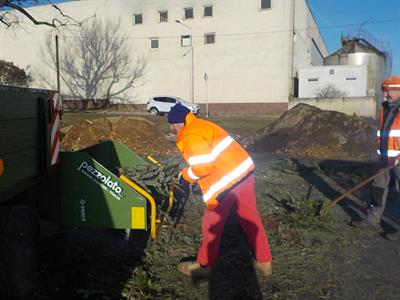 Služby města * Vánoční stromky ještě poslouží