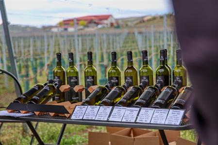 VOC vinice * Putování po vinicích za víny VOC; rok 2022
