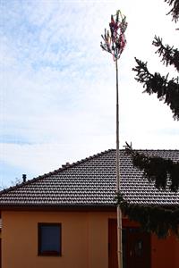 Město Velké Pavlovice * 1. května ozdobily Velké Pavlovice májky