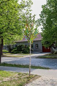 Město Velké Pavlovice * 1. května ozdobily Velké Pavlovice májky