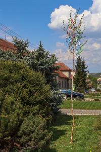Město Velké Pavlovice * 1. května ozdobily Velké Pavlovice májky