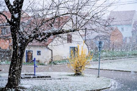 Něžná krása květů pod sněhovým příkrovem