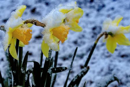 Něžná krása květů pod sněhovým příkrovem