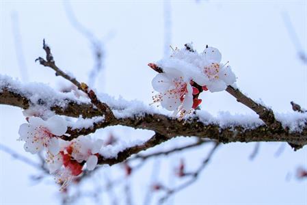 Něžná krása květů pod sněhovým příkrovem