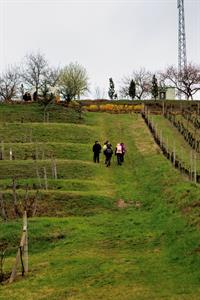 Vinařské akce * Putování vinicemi za víny VOC 2023; III. ročník