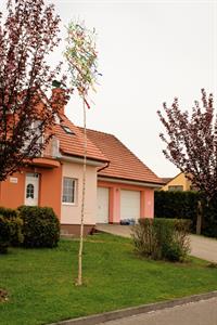 Tradice a jejich udržování * Májky zamilovaných před domy mladých svobodných dívek