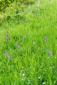 Přírodní krásy * Lokalila Súdný - rozkvetlé orchideje - vstavač vojenský