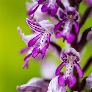 Přírodní krásy * Lokalila Súdný - rozkvetlé orchideje - vstavač vojenský