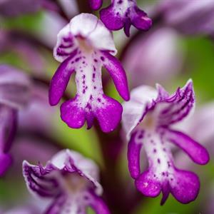 Přírodní krásy * Lokalila Súdný - rozkvetlé orchideje - vstavač vojenský