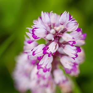 Přírodní krásy * Lokalila Súdný - rozkvetlé orchideje - vstavač vojenský