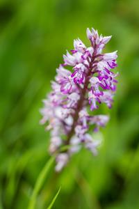 Přírodní krásy * Lokalila Súdný - rozkvetlé orchideje - vstavač vojenský