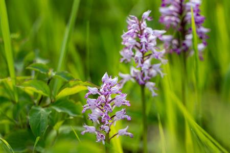 Přírodní krásy * Lokalila Súdný - rozkvetlé orchideje - vstavač vojenský