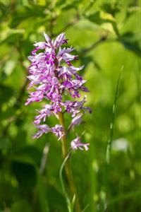 Přírodní krásy * Lokalila Súdný - rozkvetlé orchideje - vstavač vojenský